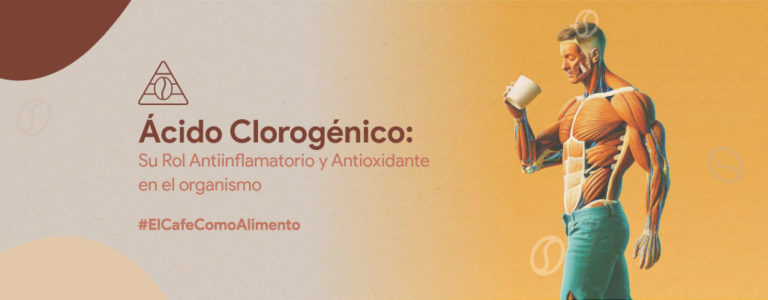 acido clorogenico