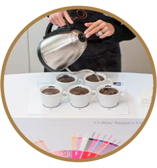 Selección refinada de café verde​